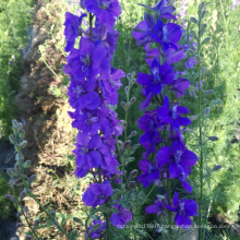 Wholesale pot plant blue color single flower delphinium seeds